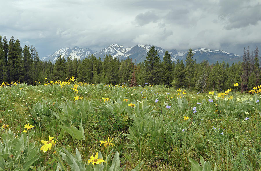 Stormy Tetons and Flowers Photograph by Bruce Gourley