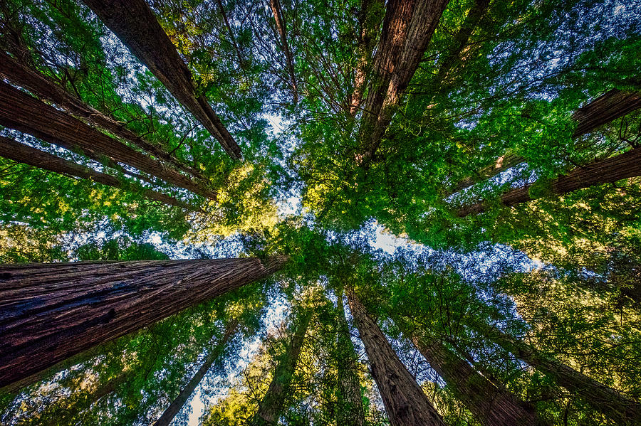 Stout Grove Redwood Trees Canopy  Photograph by Stuart Litoff