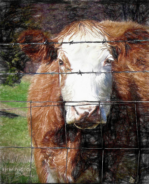 Stover Cow Photograph by Bonnie Willis