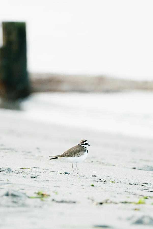 Bird Photograph - Straight On Portrait Of A Killdeer Bird On A Puget Sound Beach by Cavan Images