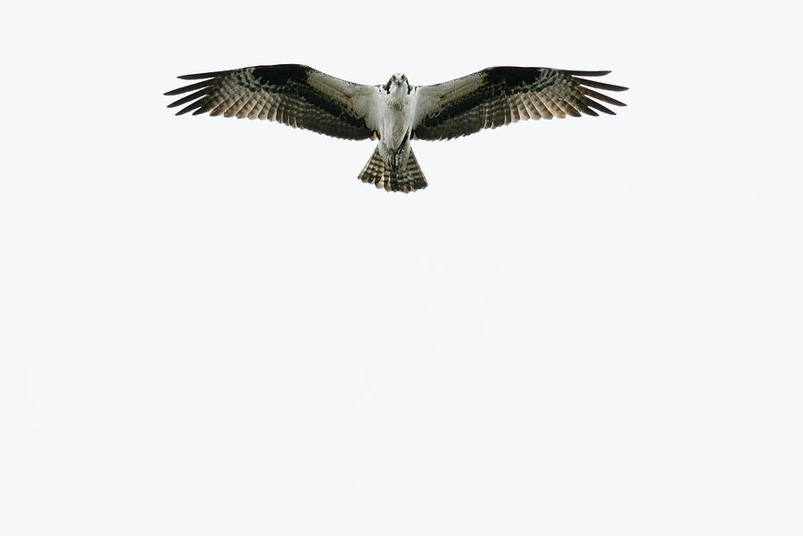 Straight On View From Below Of An Osprey Soaring Above Photograph by ...