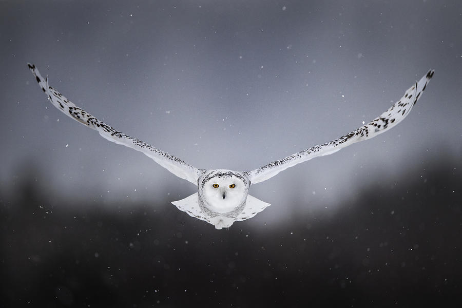 Owl Photograph - Straight To Me by Alberto Ghizzi Panizza
