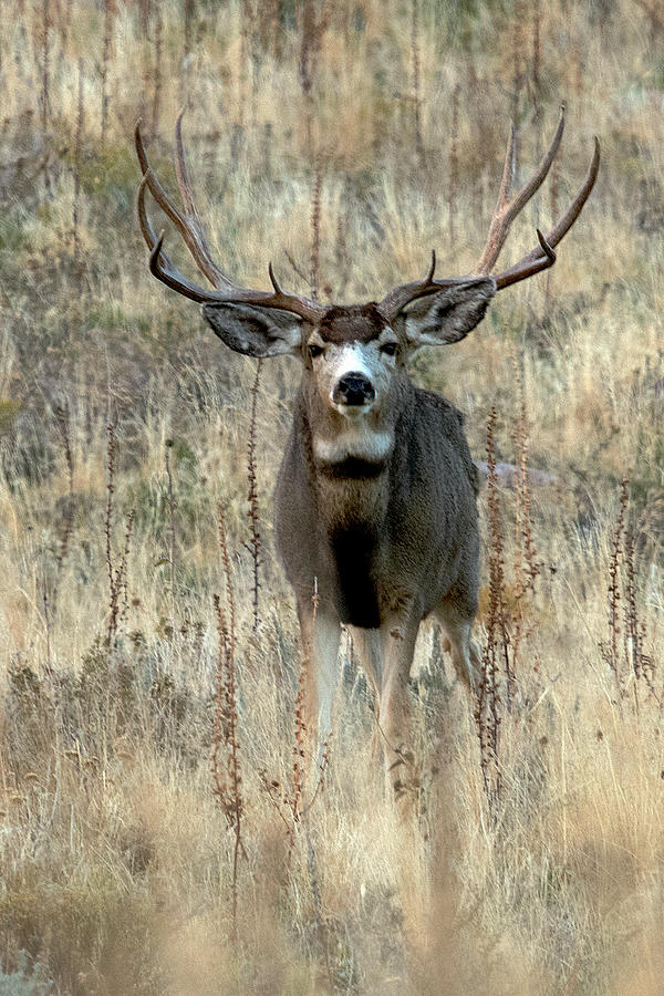 Straight Up Buck Photograph by Eric Nelson | Pixels