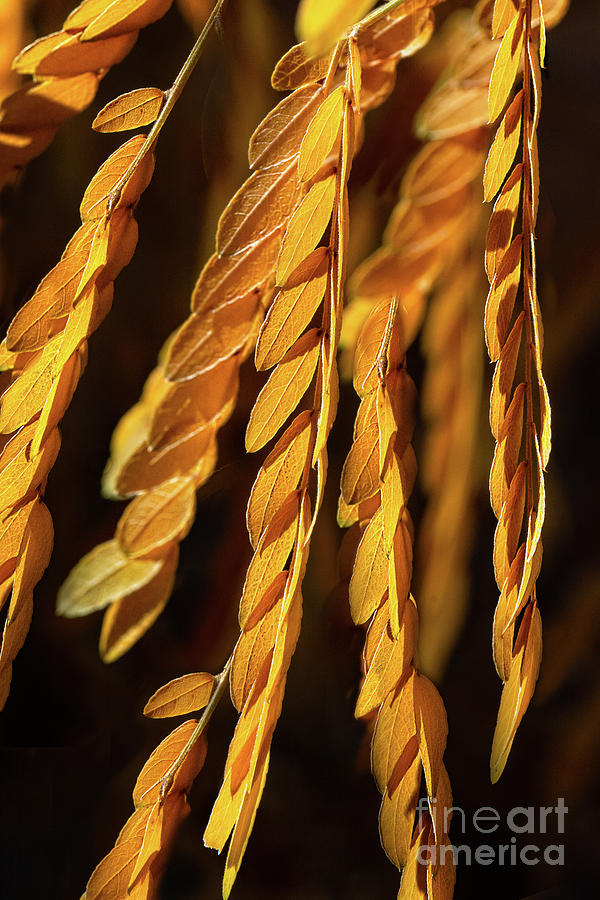 Strands of Gold Photograph by Susan Warren Strands of Gold Photograph by Susan Warren