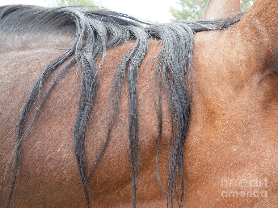 Strands of horse mane Photograph by Christy Garavetto