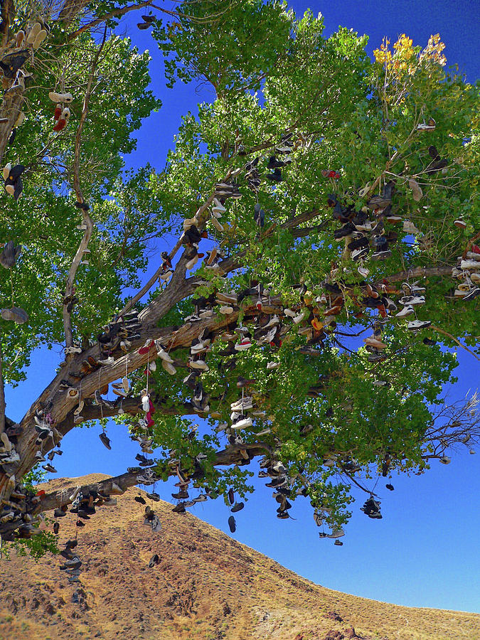 Tree Photograph - Strange Fruit by David Bailey