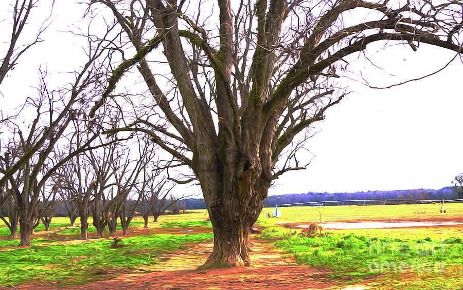 Strange Orchard by Kim Pate Strange Orchard by Kim Pate