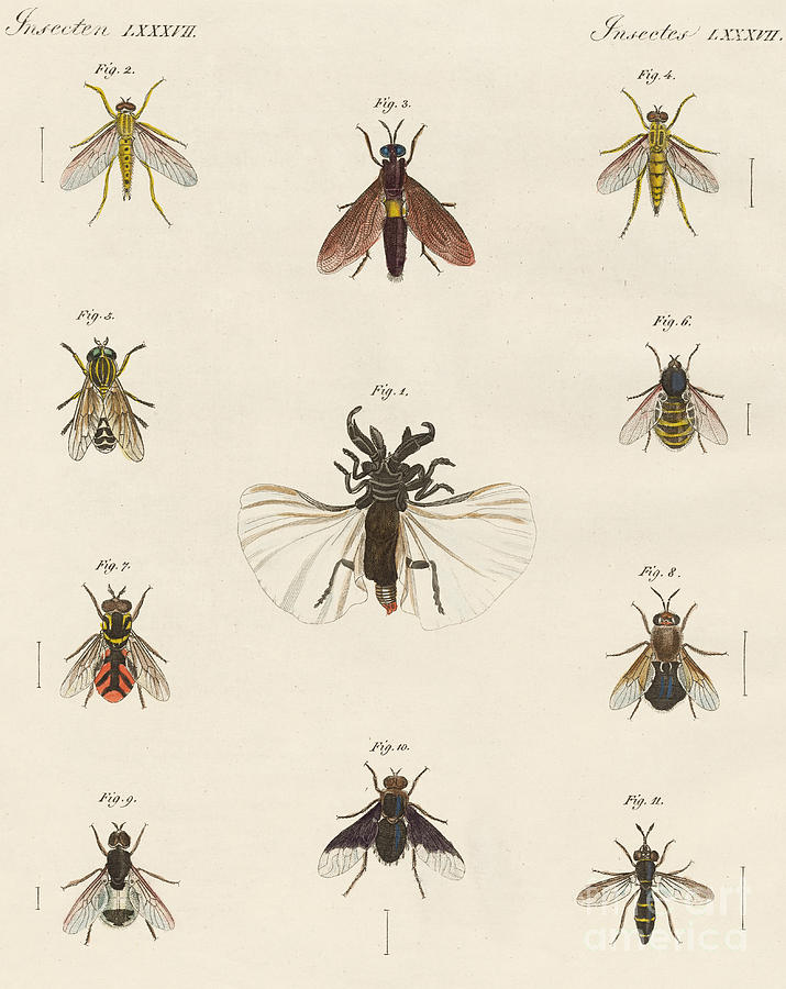 Strange two-winged insects Drawing by German School