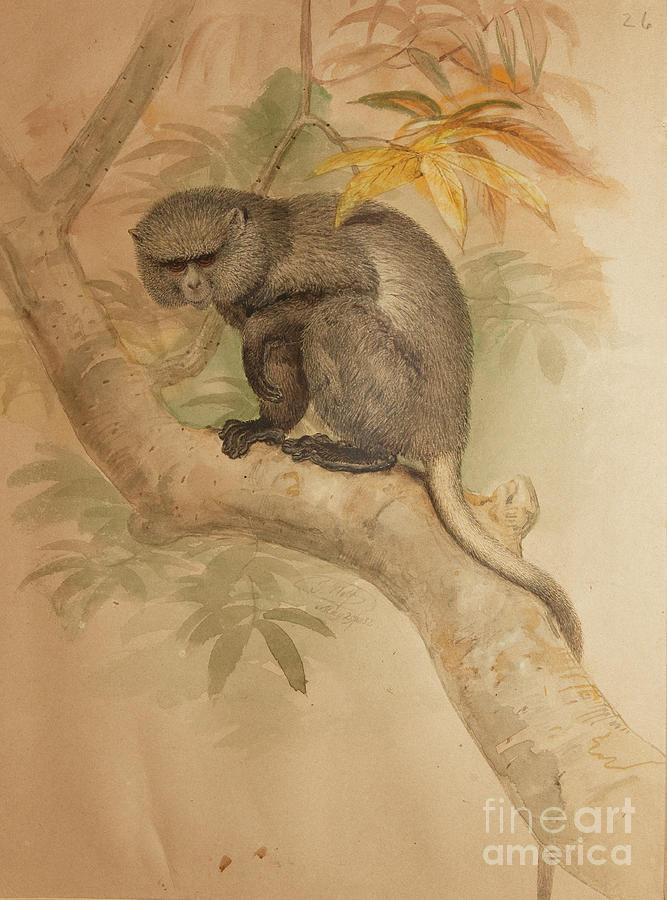 Strangers Monkey, Colour Plate Taken From original Water-colour Drawrings By Joseph Wolf In The Possession Of The Zoological Society Of London Vol.i, Mammalia I, Quadrumana. Carnivora., 1851-69 Painting by Joseph Wolf