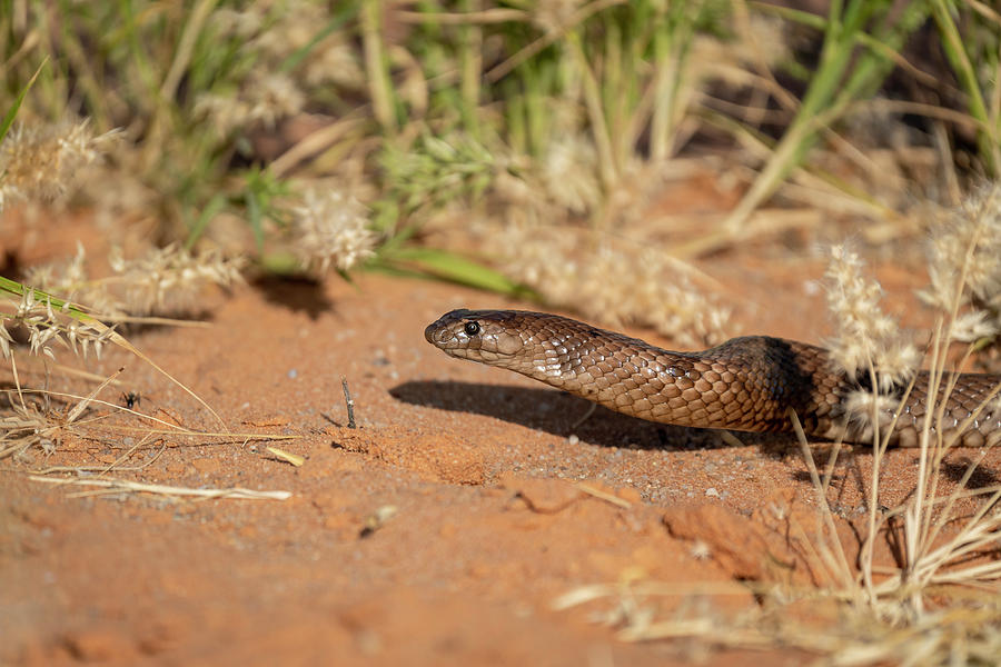 Wildlife Photograph - Strap-snouted Brown Snake On Ground. William Creek Road by Doug Gimesy / Naturepl.com