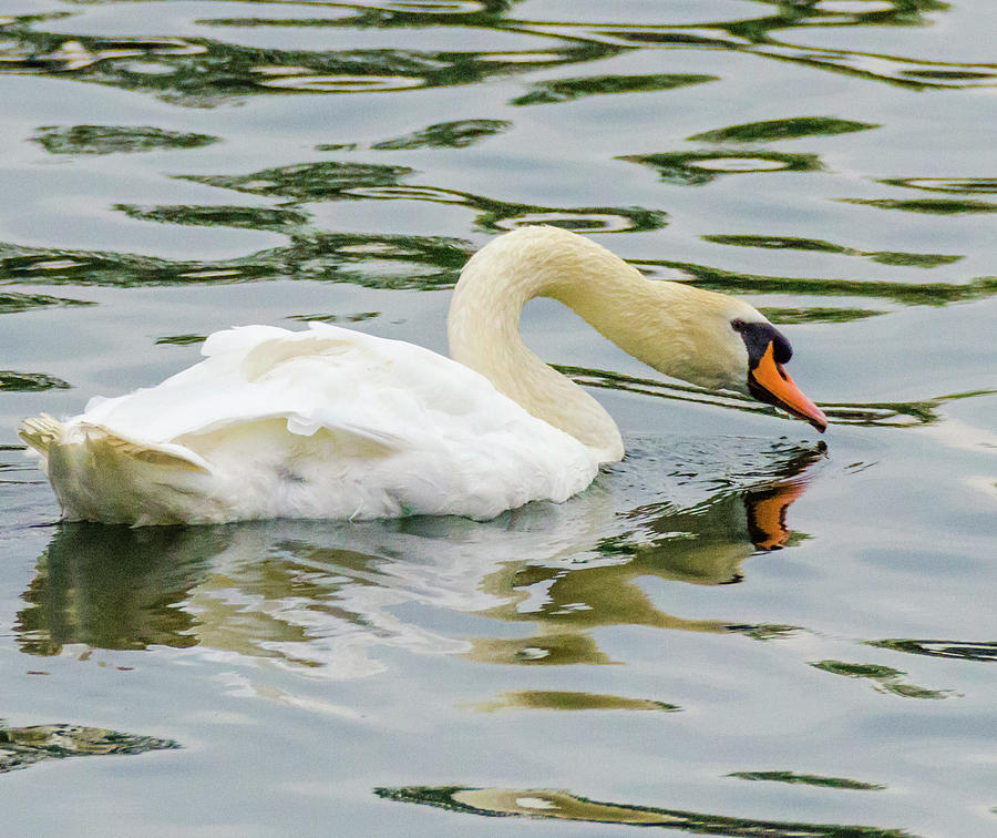 Strasbourg Swan by Paul Croll Strasbourg Swan by Paul Croll