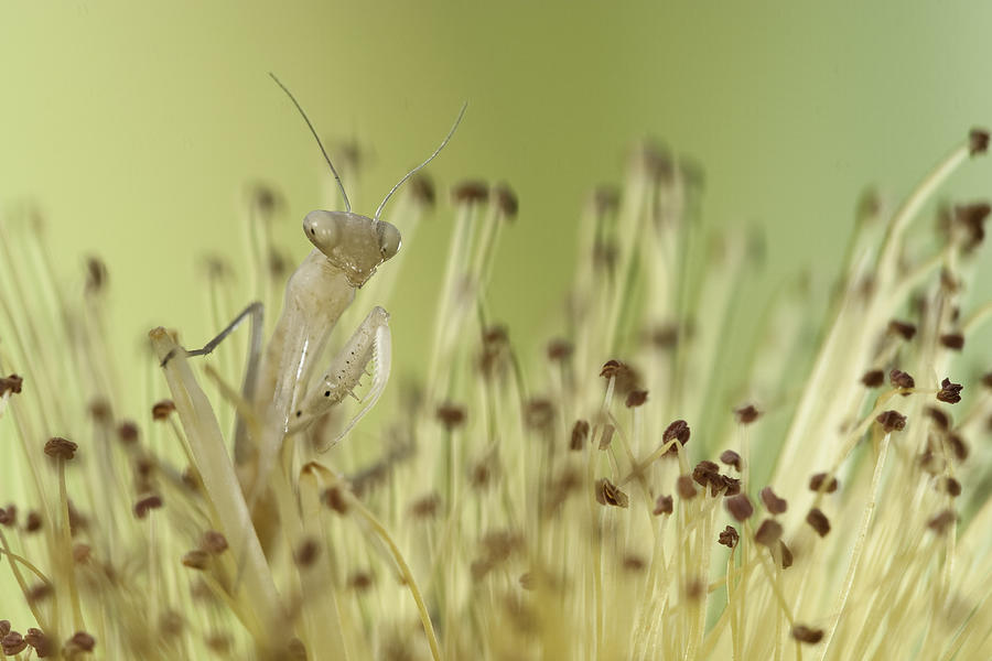 Insects Photograph - Strategic Fading by Fabien Bravin