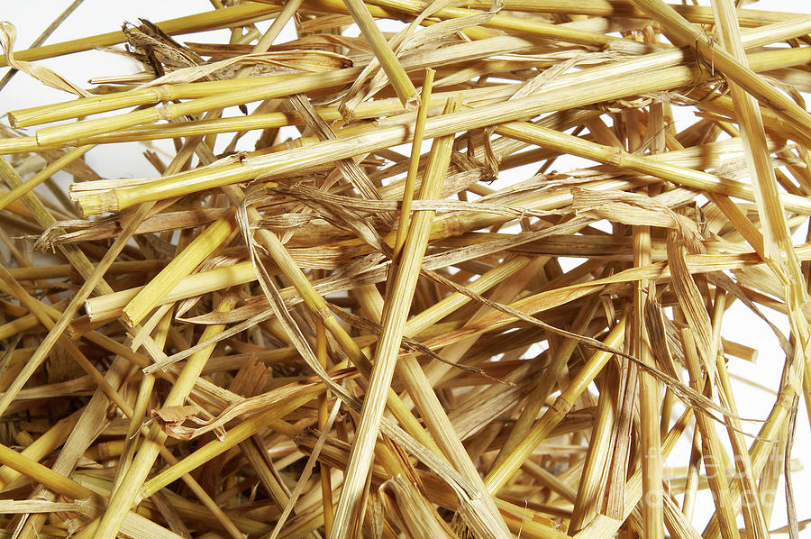 Straw Photograph by Uk Crown Copyright Courtesy Of Fera/science Photo Library