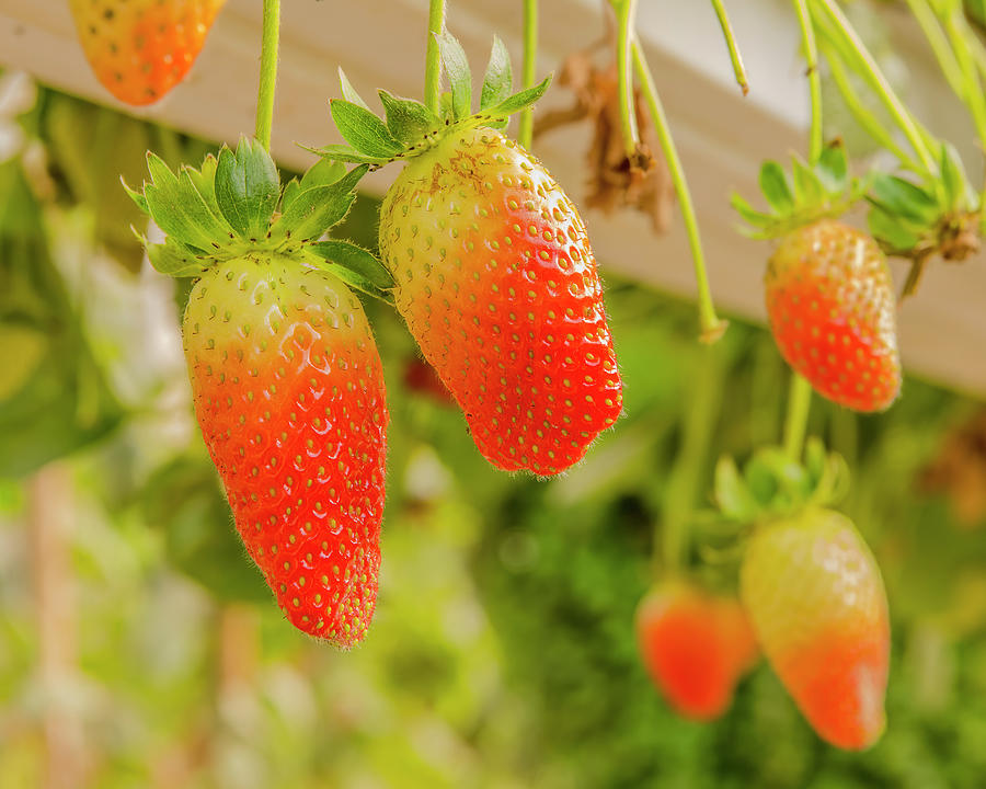 Strawberries In The Desert Photograph by Morris Finkelstein Fine Art