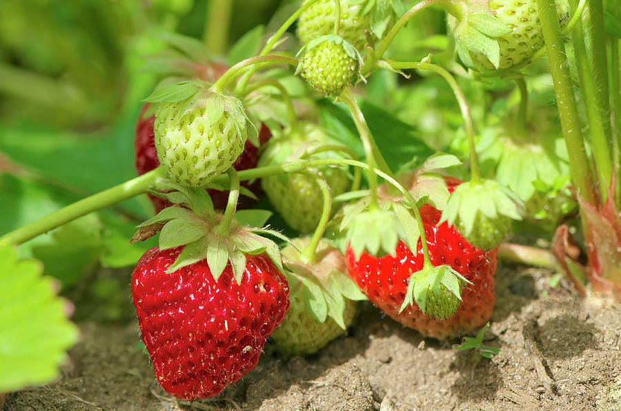 Strawberries in the Garden by Sharon Talson Strawberries in the Garden by Sharon Talson