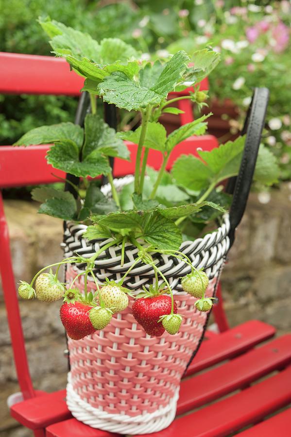 Strawberries Planted In Colourful Plastic Basket On Red Folding Chair Outdoors Photograph by Linda Burgess