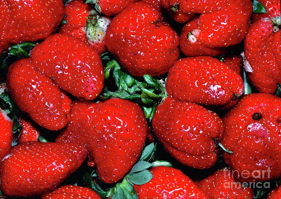 Strawberries Photograph by Robert J Erwin/science Photo Library