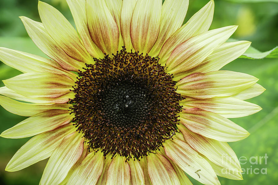 Strawberry blonde sunflower Photograph by Claudia M Photography - Pixels