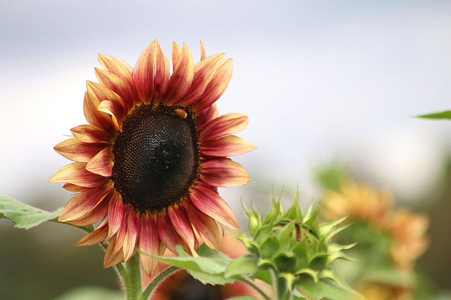 Strawberry Blonde Sunflower Photograph by Living Color Photography ...