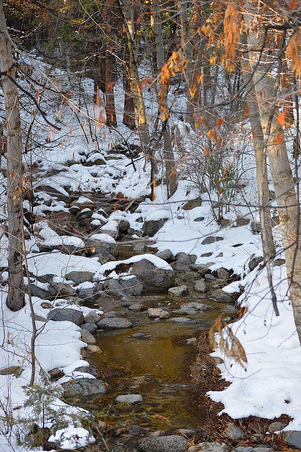Strawberry Creek In Winter - Idyllwild Photograph by Glenn McCarthy Art and Photography