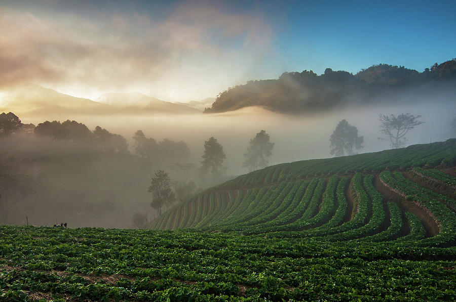 Strawberry Farm Photograph by Nutexzles Strawberry Farm Photograph by Nutexzles