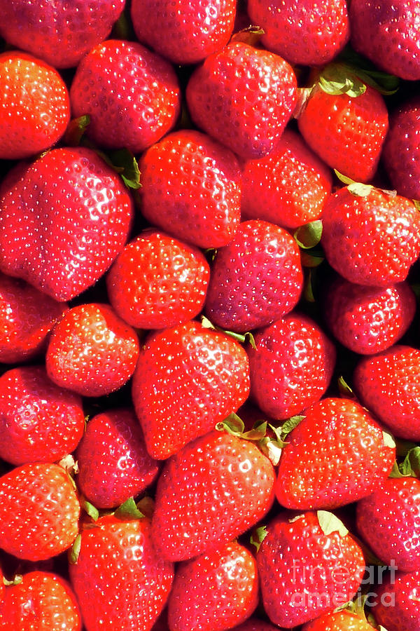 Strawberry Harvest 300 Photograph