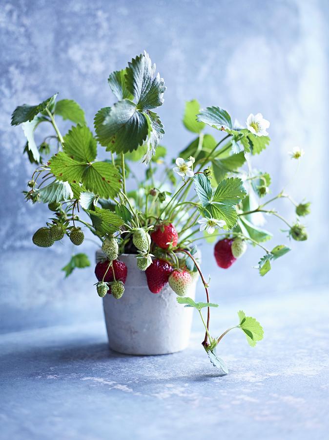 Strawberry Plant In Pot Photograph by Oliver Brachat