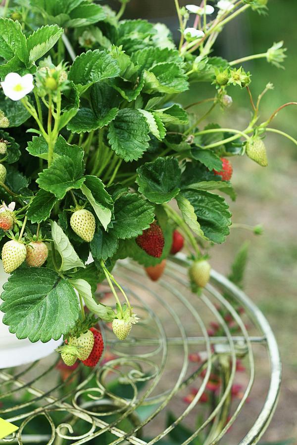 Strawberry Plant On Small Metal Table In Garden Photograph by Alexandra Panella