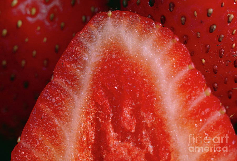 Strawberry Photograph by Robert J Erwin/science Photo Library
