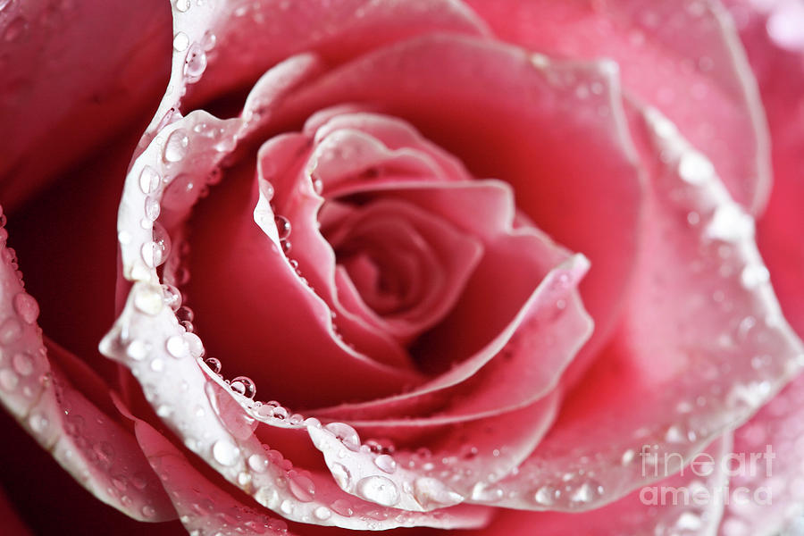 Nature Photograph - Strawberry Rose by Tracy Hall