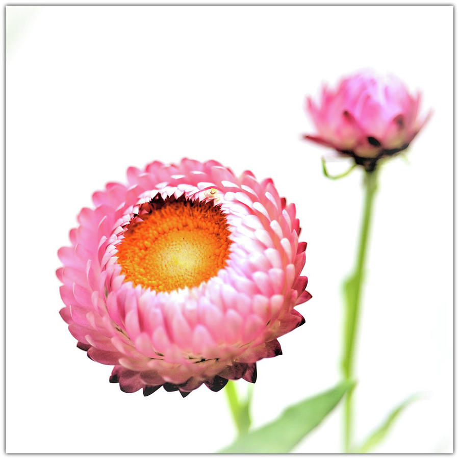 Strawflower Photograph by I Love Photo And Apple.