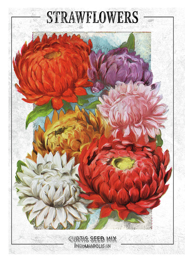 Strawflower Seed Packet Drawing by Unknown