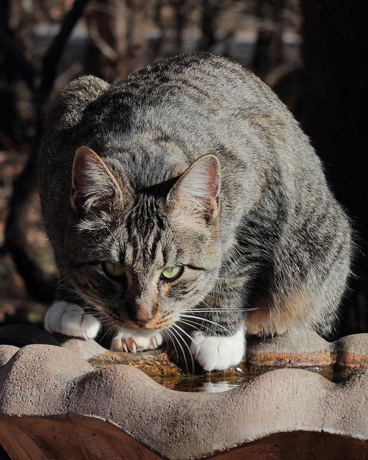 Stray Cat 4402 Photograph by John Moyer