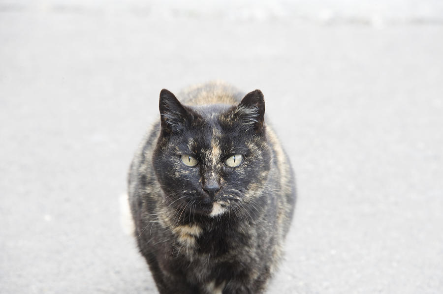 Stray Cat Photograph by Wataru Yanagida