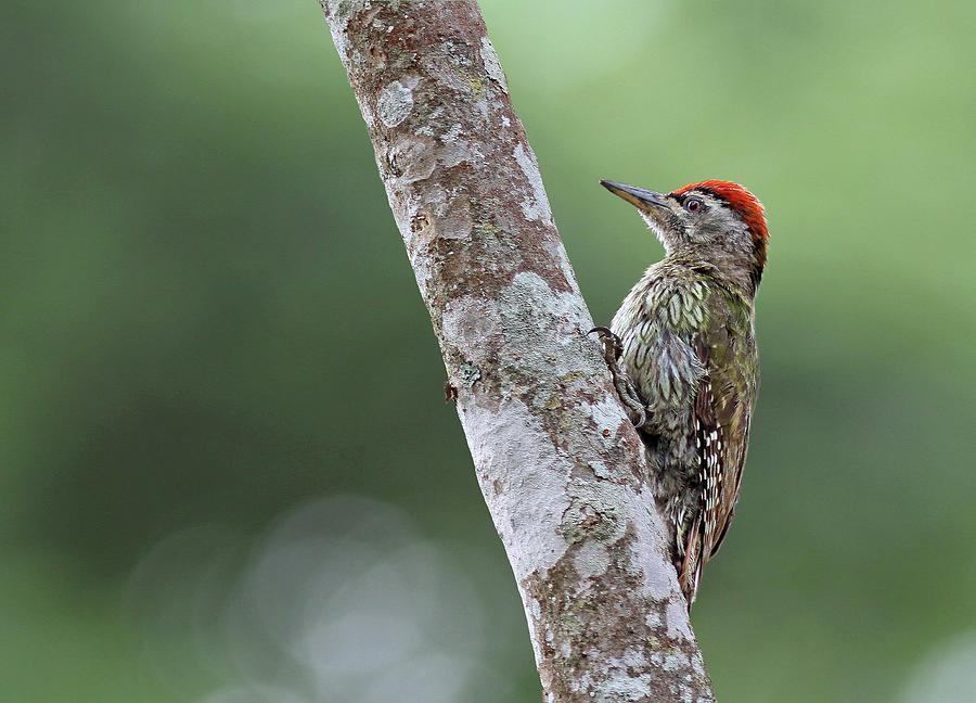 Streak Throat Woodpecker Photograph by ©anaytarnekar