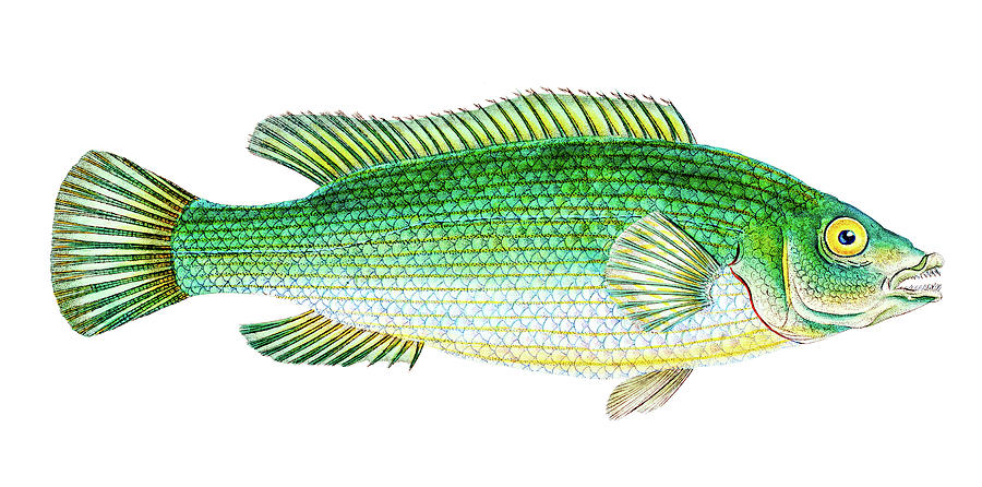 Streaked Wrasse  Drawing by David Letts
