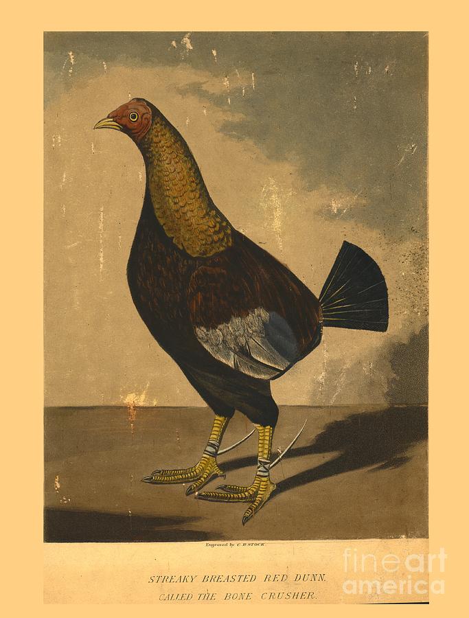 Streaky Breasted Red Dunn Called Drawing by Print Collector