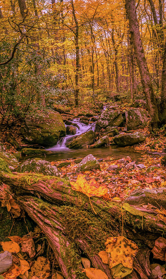 Stream in a Yellow Wood by Gary Bond Stream in a Yellow Wood by Gary Bond