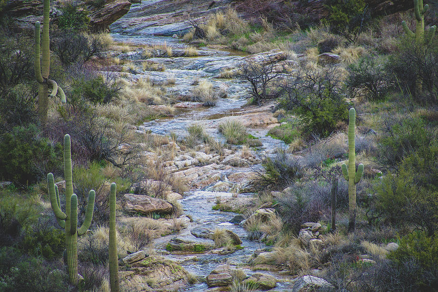 Stream in the Desert Photograph by Melisa Elliott
