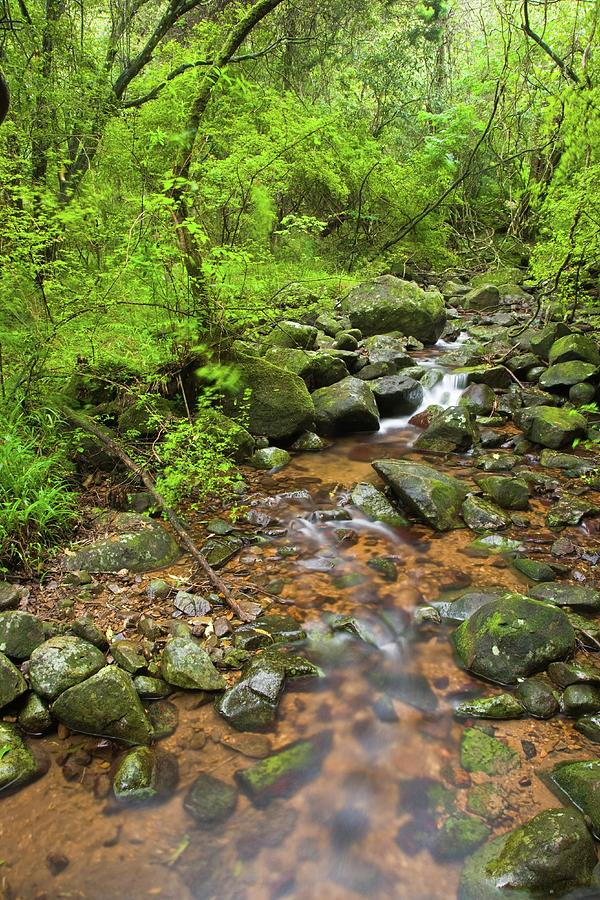 Stream In The Karkloof. Howick. Kwazulu Photograph by Roger De La Harpe