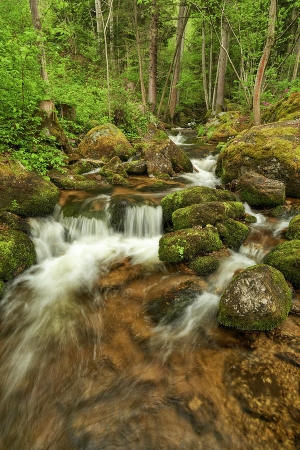 Stream Of The Ysper In The Ysperklamm In The Waldviertel, Lower Austria ...