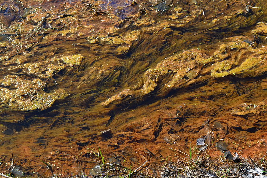 Stream Painting Photograph by Richard Stanford