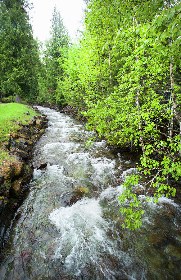 Stream Running Through Lush Forest Photograph by Andrew Geiger