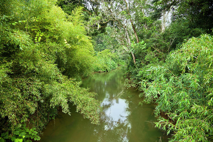 Stream Tropical Rainforest At Photograph by Soopysue