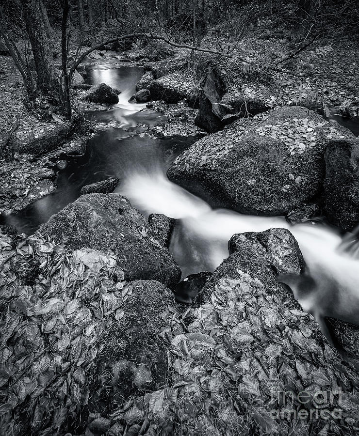 Wyming Brook Nature Reserve, Sheffield, South Yorkshire - Monochrome Photograph by Philip Preston