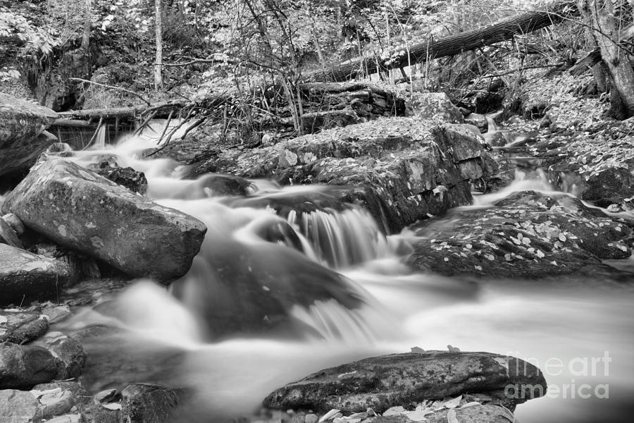Streaming Through The Chester Blandford Forest Black And White Photograph by Adam Jewell