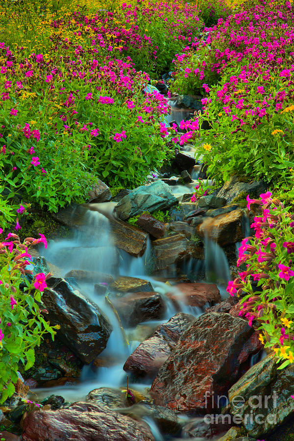 Streaming Through The Wildflowers Photograph by Adam Jewell
