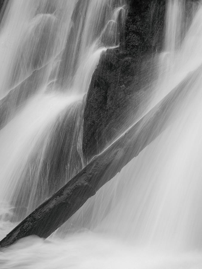 Trunk Photograph - Streamlining by Andreas Agazzi Trunk Photograph - Streamlining by Andreas Agazzi