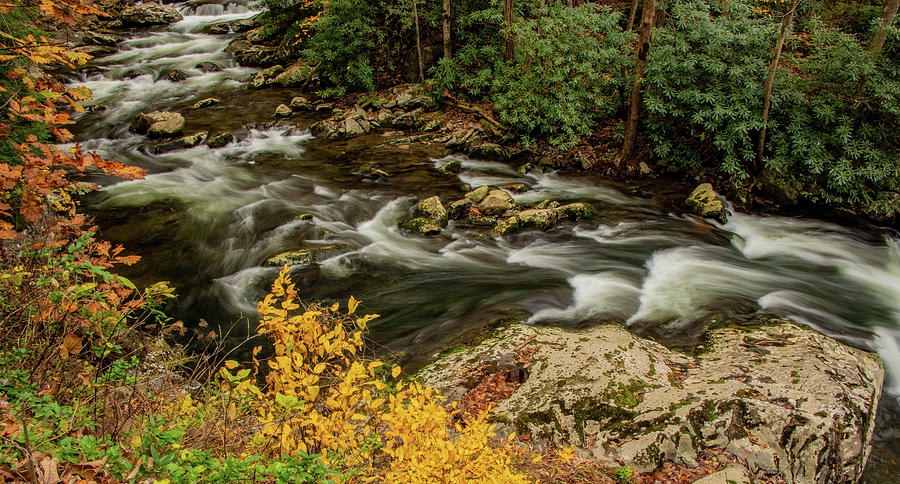 Streams of Fall Photograph by Marcy Wielfaert