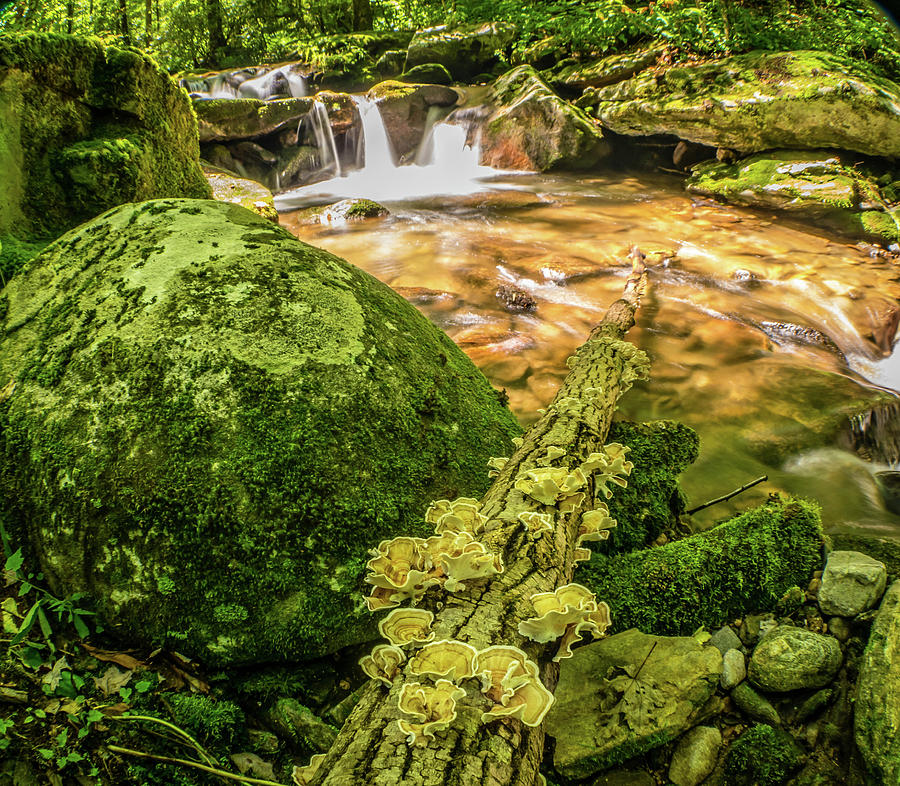 Streamside Fungus Log by Gary Bond Streamside Fungus Log by Gary Bond